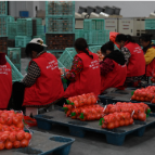 麻阳优秀“农创客”扎根乡土 赋能乡村振兴