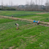 中方县：春寒催新绿 “四季”菜园助农增收