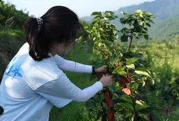 一园生态梨 满村致富果 湖财学子扎根桐木垅助振兴
