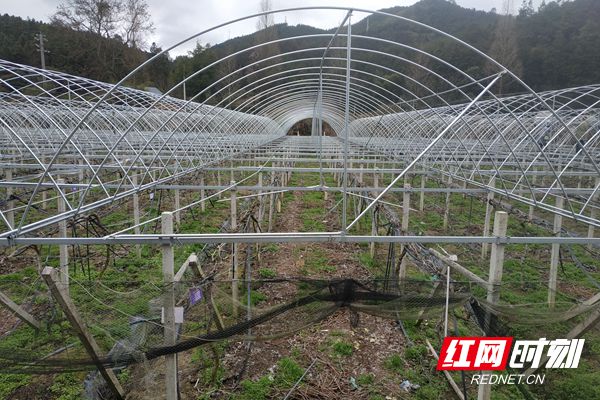 嚞翔葡萄基地：不负好春光 奏响春耕备耕“交响曲” (6)_副本.jpg