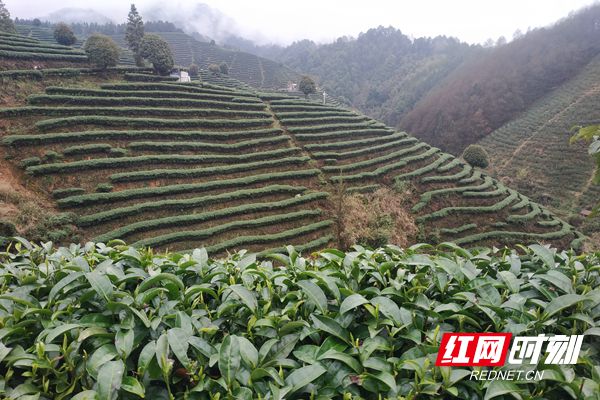 九层岭茶园迎来“开春第一采” (1)_副本.jpg