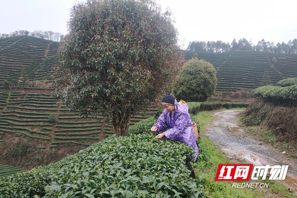 九层岭茶园迎来“开春第一采” (11)_副本.jpg