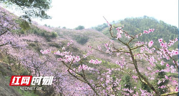 据了解，半界村共有桃林1500多亩，有水蜜桃、黄桃、红毛蜜桃等多个品种，桃子从5月份开始上市一直能卖到10月份，是村民脱贫致富的主导产业
