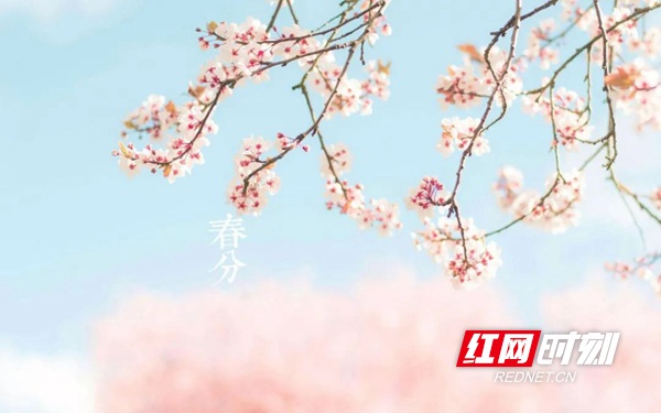 红网时刻怀化3月2日讯（通讯员 陈攀 杨森）春分至，燕归来。3月20日迎来“春分”节气。春分，是一种豁然开朗的喜悦，经过漫长的寒冬，又经历春意一点一点的铺垫，如今向外望去，冰雪早已消融，枝头已是繁花盛开。