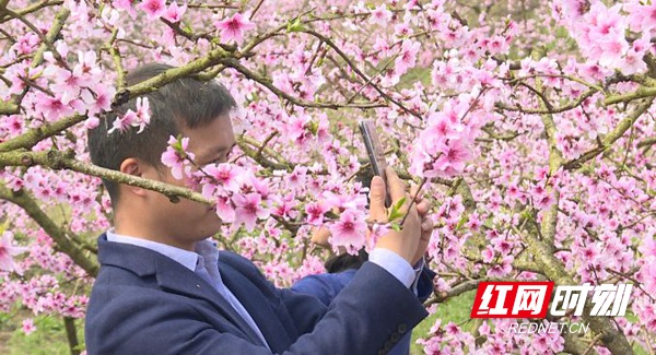 置身其中，桃花千姿百态，随风起舞，游客们穿梭在桃林中拍照合影，尽情享受春意盎然的美景。