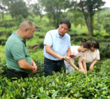 专家“把脉” 湘佰高山茶走出深闺