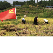 洪江茅渡乡：党员“助农收割”，精准服务到户