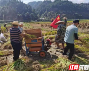 我为群众办实事|新晃：秋收遇困难 森警来帮忙