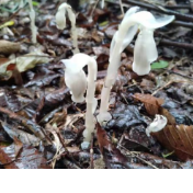 继沅陵之后  怀化八面山国有林场发现“幽灵之花”