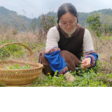 靖州：蒿菜饺子 一口一个春天的味道