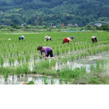 靖州县入榜国家级制种大县