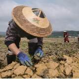 靖州：抓紧农时 春耕生产忙