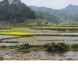 种植烤烟  让闲置土地不再闲