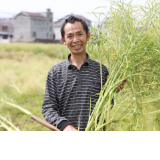 麻阳苗乡：油菜收获季   户户收割忙