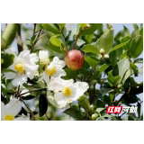 洪江市：打造茶油特色品牌 推动油茶产业高质量发展