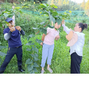 罗汉果  致富果  会同胜溪村罗汉果产业成“新宠”