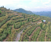 通道：鼓励农户“四旁”腾地营造油茶致富林