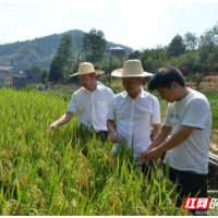 溆浦县政协助力打好打赢抗旱持久战