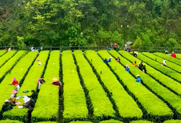 聚焦沅陵文旅（1）| 美景处处惹人醉