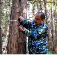 通道：“技术干预”助力森林质量提升