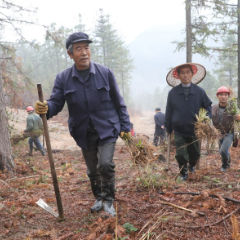 麻阳：激动“活绿”动力 林长制助推乡村振兴