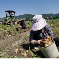 沅陵：种植大户200亩马铃薯丰收