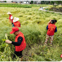 新晃：凉伞青年发扬“五四”精神 田间地头助农收菜忙