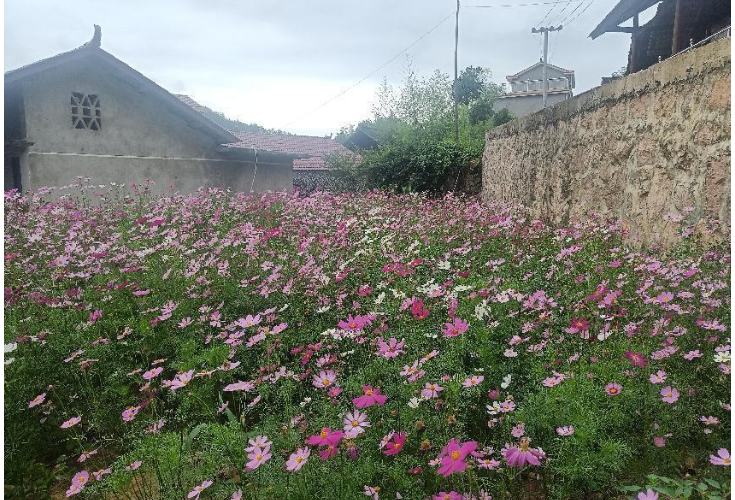 辰溪县谭家场乡：鲜花扮靓乡村人居环境