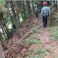 洪江市沙湾乡：清理枯死树木 消除安全隐患