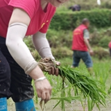 通道：芒种时节插秧忙  侗乡沃野披绿装