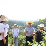 湖南溆浦：中药材产业高质量发展成乡村振兴新“良方”