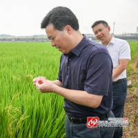 黎春秋在溆浦调研粮食生产千亩综合示范片工作时强调 在守底线做示范提效益上做好表率