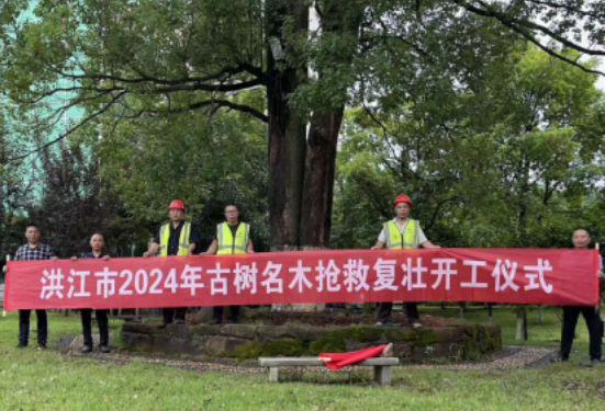 洪江市启动古树名木抢救复壮工作 守护延续“绿色文脉”