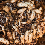 五溪秋实记丨深山密林收天麻(福地怀化·风物季)