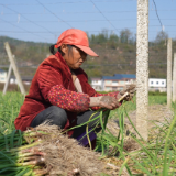 中方县:田间蒜香飘 特色农业让村民增收有 “道”