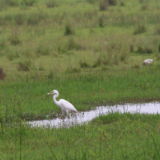 洪江市生态向好引“鸟潮” 多种珍稀越冬候鸟来打卡