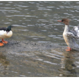 怀化沅陵:中华秋沙鸭连续栖息五强溪越冬