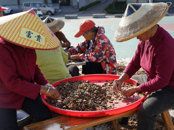 中方县桐坪村广场晒出油茶香 丰收图景暖民心
