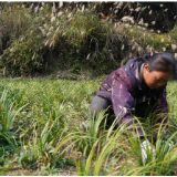 中方铁坡镇阳丰村：荒田荒山种药材 盘活资源促增收
