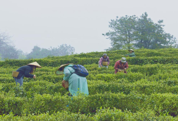 非凡十四五 | 沅陵北溶乡：茶香漫青山 沅水映新颜