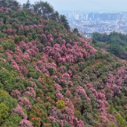 怀化：150亩山茶花盛放如“粉色海洋” 绘就生态画卷