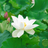 视频 | 会同县堡子镇：荷花初绽，各抱风姿