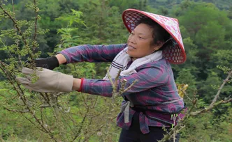 通道：花椒产业为乡村振兴增“香”添“味”
