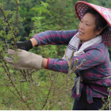 通道：花椒产业为乡村振兴增“香”添“味”