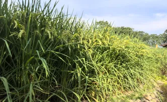 禾下乘凉梦——2.3米高巨型稻在怀化悄然绽放