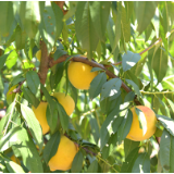 沅陵黄桃：一颗果实里的乡村振兴路