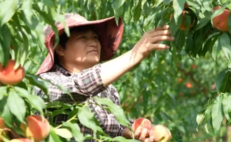 中方县半界村：特色果业“多点开花” 庭院经济“丰景独好”