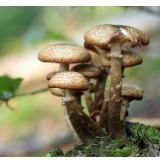 湖南省食安办喊话啦！野生蘑菇你不要采莫贪吃