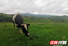 潇湘草原游丨南方“呼伦贝尔”——邵阳城步南山大草原