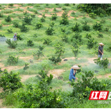 扶贫印记·村里村外丨冷水滩麦子园村：产业兴旺 脱贫有望 小康路上